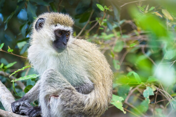 Adult vervet monkey, chlorocebus pygerythrus, on a tree