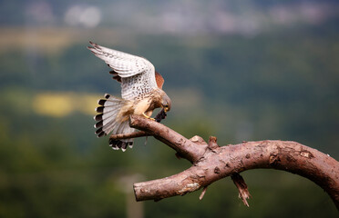 Male kestrel collecting food for its chicks at a feeding site