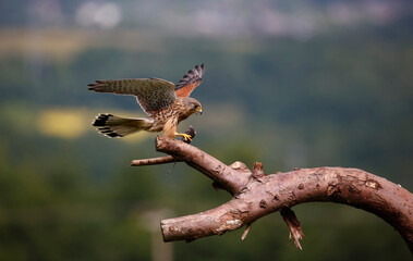 Male kestrel collecting food for its chicks at a feeding site