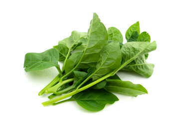 Organic Ceylon spinach or Malabar spinach vegetable isolated on white background. Concept : Thai...
