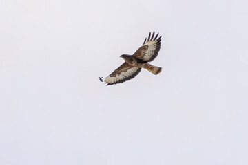 a Buzzard flies through the air in the sky