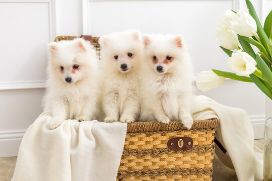 White Japanese Spitz puppies. Three little dogs