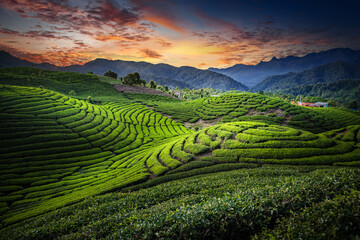 Tea Plantation Landscape in beautiful day and sky