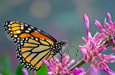 monarch butterfly stopped on a pink flower allows you to admire its bright orange colors, montreal