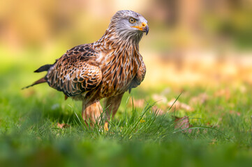 a red kite runs across a meadow and hunts looks for prey