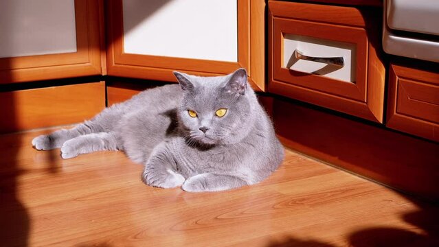 Gray British Fluffy Cat Lying Down on a Wooden Floor in the Rays of Sunlight. Sleepy, resting purebred pet with green eyes looking around in kitchen. Cat is basking in sun in a falling shadow at dawn.
