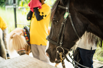 A Black Horse  on Street
