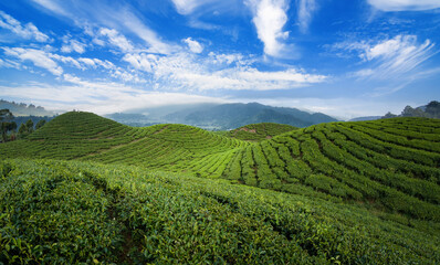 Fototapeta na wymiar Tea Plantation Landscape in beautiful day and sky