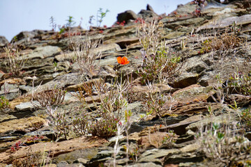 Mohnblume an Steinmauer