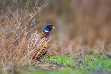 a pheasant rooster in a field