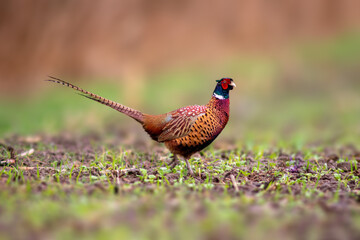 a pheasant rooster in a field - obrazy, fototapety, plakaty