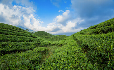 Tea Plantation Landscape in beautiful day and sky