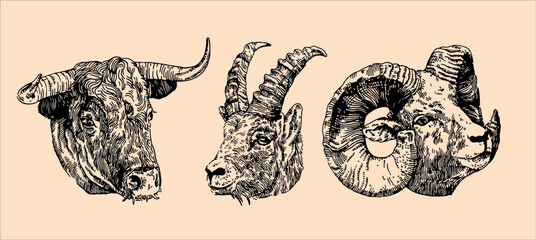 Vector set of hand drawn ram, bull and goat heads, vintage illustrations in black and white.