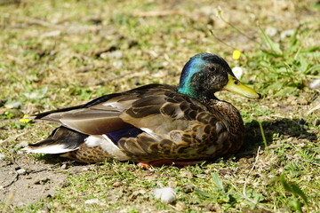 Mallard, or Wild duck Drake (Anas platyrhynchos )

