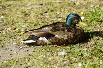 Mallard, or Wild duck Drake (Anas platyrhynchos )

