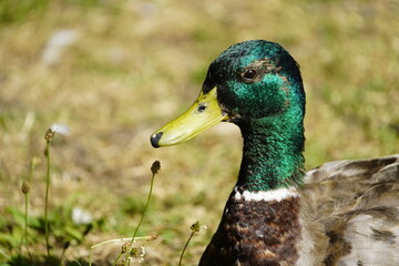 Mallard, or Wild duck Drake (Anas platyrhynchos )

