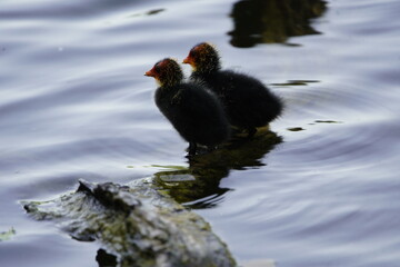 Young Eurasian Coots (Fulica atra) Rallida family, being fed by parents. 