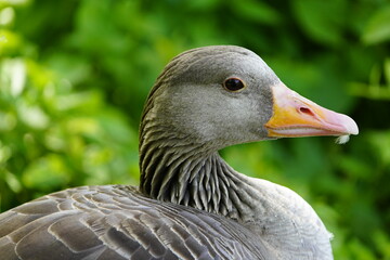 Gray goose (Anser anser) Anatidae family. Location: Hanover District, Germany