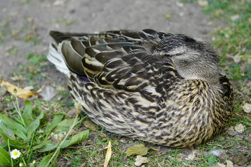 The mallard or wild duck (Anas platyrhynchos) female.
