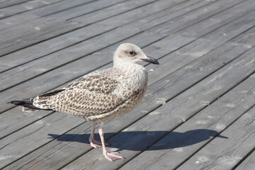 Möwe auf dem Steg