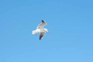 Weiße Möwe im Flug