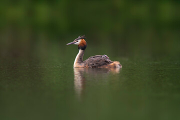 a great crested grebe swims on a lake
