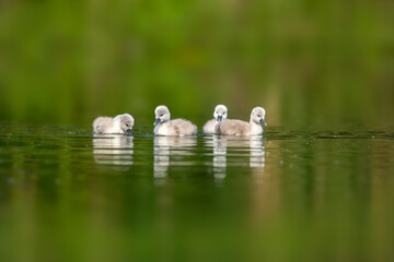 young swan chicks swimming on a lake