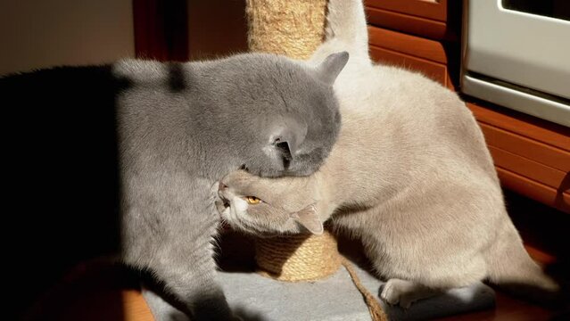 Two Gray Fluffy Cats Play with a Scratching Post on Floor in the Kitchen. Playful Scottish, British cats sharpen claws, attack, bite, scratch, and play in the rays of sunlight. Black shadow. Pets.
