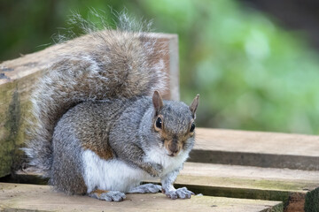 Naklejka na ściany i meble Grey Squirrel eating seed from a wooden bench