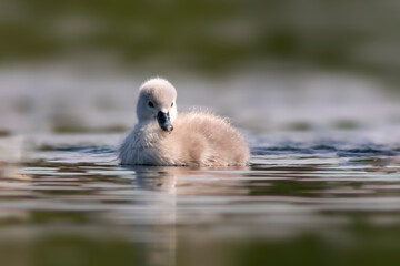 a young swan chick swimming on a lake