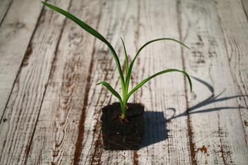 liliowiec Autumn Red hemerocallis 