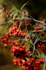 Rote Beeren am Strauch