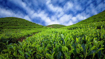 Fototapeta na wymiar Tea Plantation Landscape in beautiful day and sky