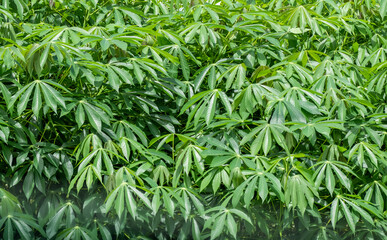cassava leaf, in cassava fields in the rainy season, has greenery and freshness. Shows the fertility of the soil, green cassava leaf