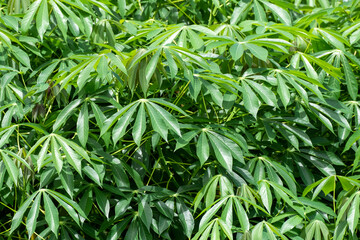 cassava leaf, in cassava fields in the rainy season, has greenery and freshness. Shows the fertility of the soil, green cassava leaf
