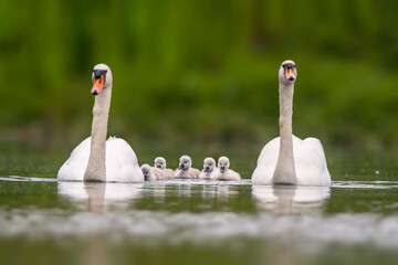 two swans and their chicks swim on a lake