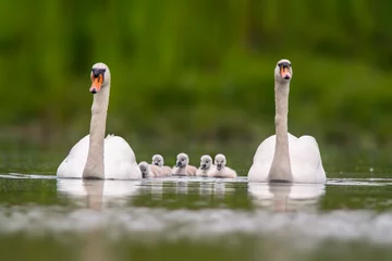 Fototapeten two swans and their chicks swim on a lake © Mario Plechaty