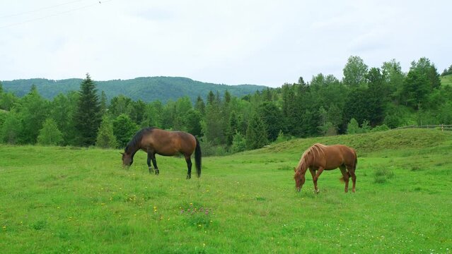 Pair of horses grazing on a green pasture in the mountains. 