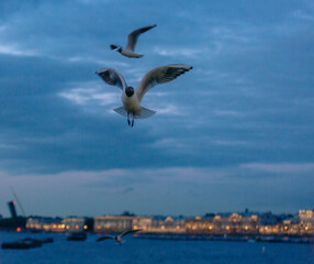 Fototapeta na wymiar Seagulls fly over the Neva, behind the evening lights of the city