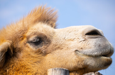 Fototapeta premium camel close up