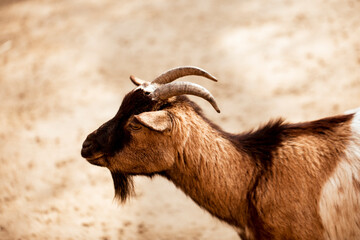 goat in the zoo