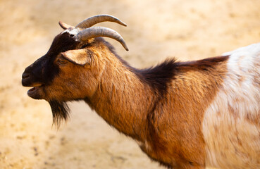 close up of a goat