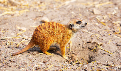 Fototapeta premium meerkat on guard
