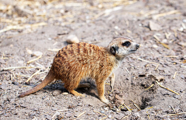 Fototapeta premium meerkat on guard