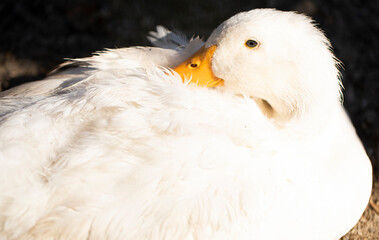 close up of a white duck