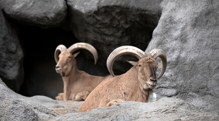 rocky mountain goat