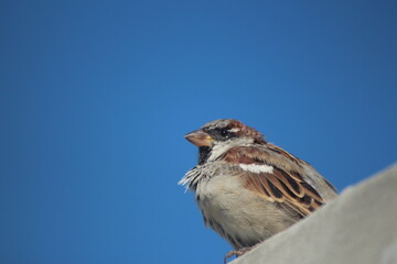 Spatz vor blauem Himmel
