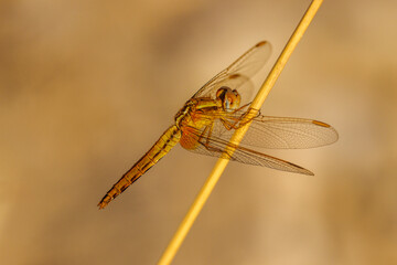golden dragonfly (Orthetrum coerulescens) on a dry grass