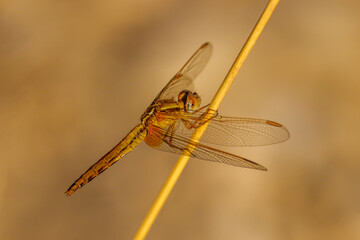 golden dragonfly (Orthetrum coerulescens) on a dry grass