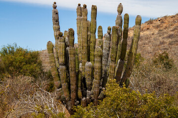 Mexican giant cactus field (Large Elephant Cardon cactus or Pachycereus pringlei) at a desert landscape, part of a large nature reserve area in the town of Todos Santos, in Baja California Sur, Mexico